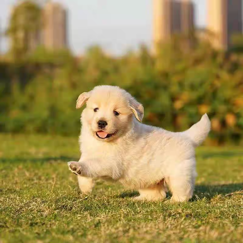 犬舍直销批发价格出售金毛巡回猎犬